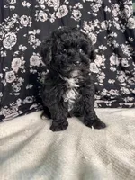 Lionel, a male Schnoodle for sale in Archbold, OH – Photo 2 of 6