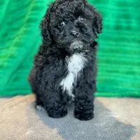 Lionel, a male Schnoodle for sale in Archbold, OH – Photo 9 of 10