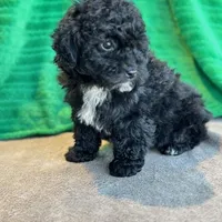 Lionel, a male Schnoodle for sale in Archbold, OH – Photo 3 of 10