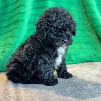 Lionel, a male Schnoodle for sale in Archbold, OH – Photo 4 of 10