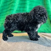 Lionel, a male Schnoodle for sale in Archbold, OH – Photo 6 of 10