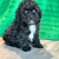 Lionel, a male Schnoodle for sale in Archbold, OH – Photo 5 of 10