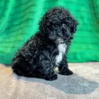 Lionel, a male Schnoodle for sale in Archbold, OH – Photo 1 of 10