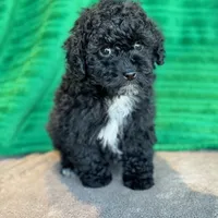 Lionel, a male Schnoodle for sale in Archbold, OH – Photo 7 of 10