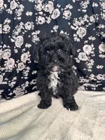 Lionel, a male Schnoodle for sale in Archbold, OH – Photo 1 of 6