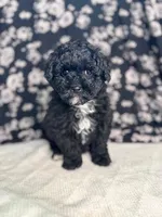 Lionel, a male Schnoodle for sale in Archbold, OH – Photo 6 of 6
