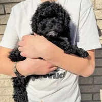Lionel, a male Schnoodle for sale in Archbold, OH – Photo 10 of 10