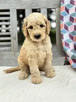 Monty, a male Labradoodle for sale in Archbold, OH – 1 of 4