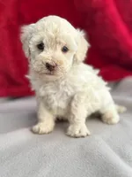 processed/29cff445-14d6-4fc6-a573-aecaa40796d2/listing/d48062c1-a48a-4314-a7d9-09f1f79f4e51/79df789c-0c34-45c1-923f-db870f36593f