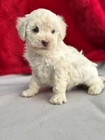 processed/29cff445-14d6-4fc6-a573-aecaa40796d2/listing/d48062c1-a48a-4314-a7d9-09f1f79f4e51/88599cd0-e1bf-4bfd-a017-a7018ad390b6