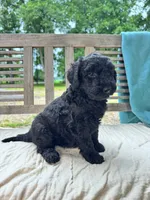 Nova, a female Labradoodle for sale in Archbold, OH – 3 of 5