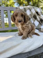 Baxter , a male Labradoodle for sale in Archbold, OH – 5 of 5