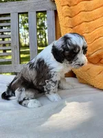 Foster, a male Labradoodle for sale in Archbold, OH – 6 of 6