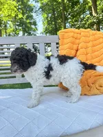 Brutus, a male Labradoodle for sale in Archbold, OH – 3 of 4
