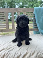 Nova, a female Labradoodle for sale in Archbold, OH – 1 of 5