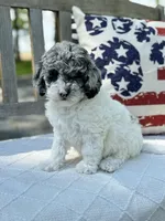 Kassie, a female Labradoodle for sale in Archbold, OH – 5 of 5