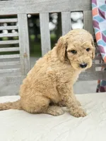 Monty, a male Labradoodle for sale in Archbold, OH – 2 of 4