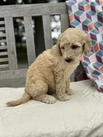 Harper, a female Labradoodle for sale in Archbold, OH – 2 of 5