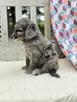Jagger, a male Labradoodle for sale in Archbold, OH – 2 of 5