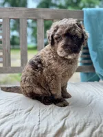 Marley, a female Labradoodle for sale in Archbold, OH – 4 of 5