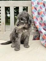 Brody, a male Labradoodle for sale in Archbold, OH – 3 of 6