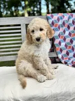 Magnolia, a female Labradoodle for sale in Archbold, OH – 3 of 5