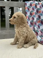 Pearl, a female Labradoodle for sale in Archbold, OH – 2 of 4
