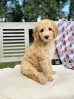 Zoe, a female Labradoodle for sale in Archbold, OH – 7 of 7