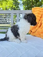 Brutus, a male Labradoodle for sale in Archbold, OH – 4 of 4