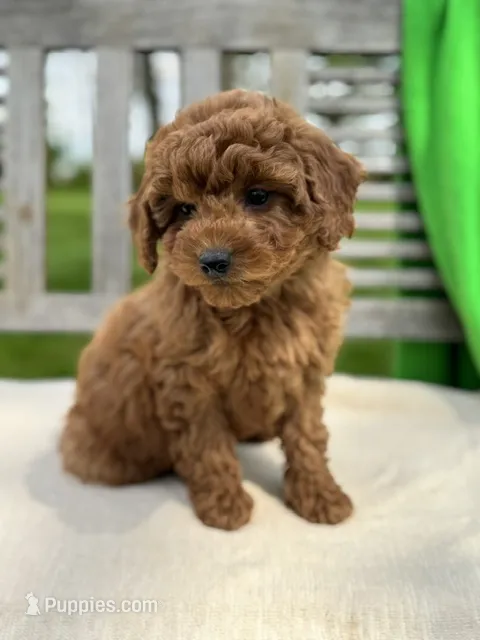 Isabel – Miniature Labradoodle puppy for sale in Archbold, OH