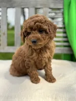 Isabel, a female Miniature Labradoodle for sale in Archbold, OH – 1 of 5