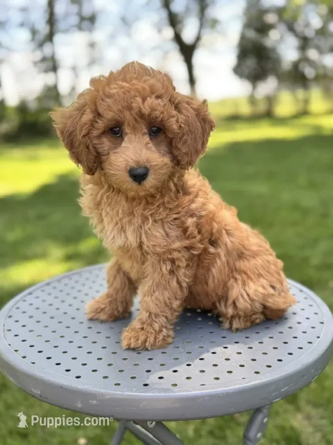 Annie – Miniature Labradoodle puppy for sale in Archbold, OH