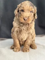 processed/29cff445-14d6-4fc6-a573-aecaa40796d2/listing/e9661366-1116-4d6d-b847-5a2c1959e024/7e350eec-9b41-402b-90d0-8c2f59e98bb7