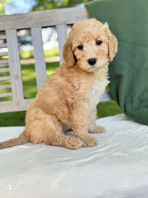 Zoe – Labradoodle puppy for sale in Archbold, OH