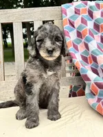 Brody, a male Labradoodle for sale in Archbold, OH – 5 of 6