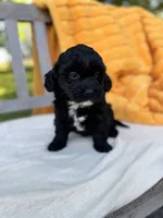 Franklin, a male Labradoodle for sale in Archbold, OH – 5 of 6
