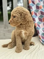 Claire, a female Labradoodle for sale in Archbold, OH – 3 of 4