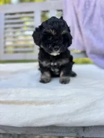 Amelia, a female Schnoodle for sale in Archbold, OH – 3 of 6