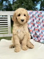 Zoe, a female Labradoodle for sale in Archbold, OH – 5 of 7