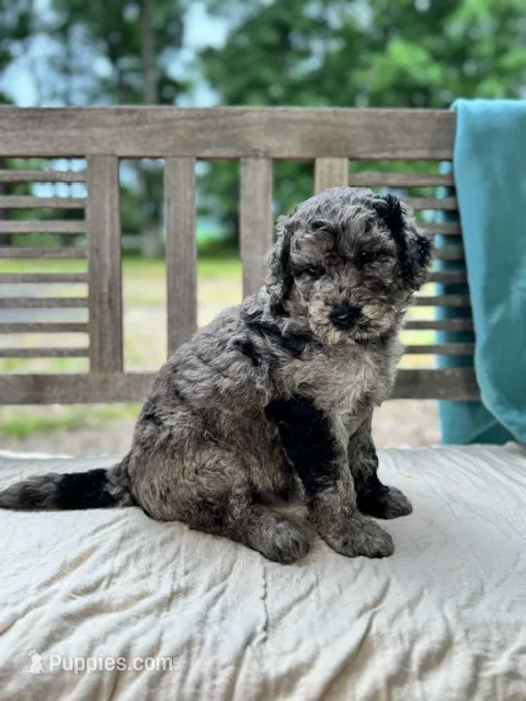 Mazie – Labradoodle puppy for sale in Archbold, OH