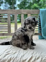 Mazie, a female Labradoodle for sale in Archbold, OH – 1 of 4