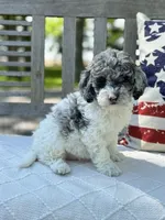 Kassie, a female Labradoodle for sale in Archbold, OH – 4 of 5