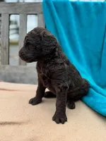 Jasmine, a female Labradoodle for sale in Archbold, OH – Photo 2 of 4