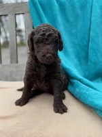 Jasmine, a female Labradoodle for sale in Archbold, OH – Photo 3 of 4