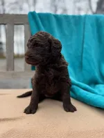 Jasmine, a female Labradoodle for sale in Archbold, OH – Photo 4 of 4