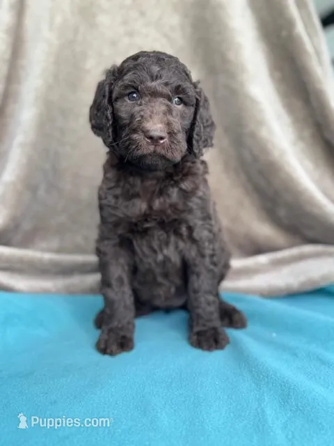 Jasmine – Labradoodle puppy for sale in Archbold, OH