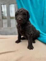 Jasmine, a female Labradoodle for sale in Archbold, OH – Photo 1 of 4