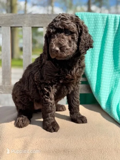 Jasmine – Labradoodle puppy for sale in Archbold, OH