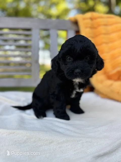 Franklin – Labradoodle puppy for sale in Archbold, OH