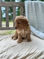 Madeline, a female Miniature Labradoodle for sale in Archbold, OH – 6 of 6